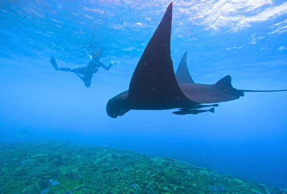 Manta Rays Snorkeling Lembongan
