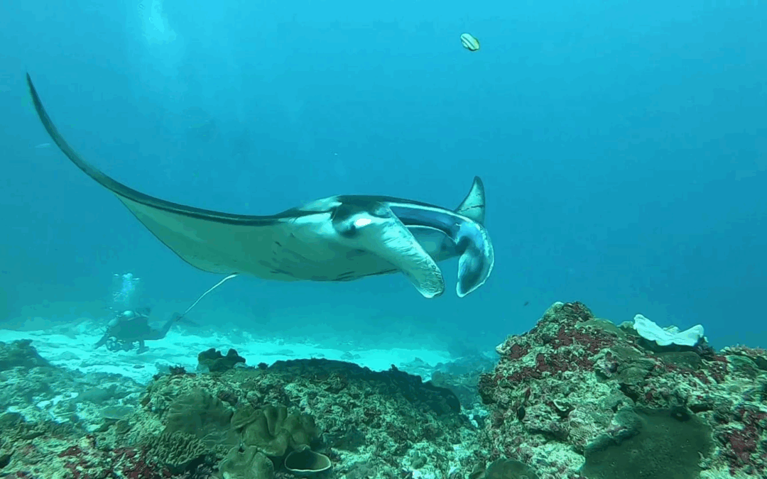 Day Trip Manta Ray Penida